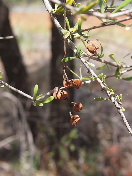 File:Bursaria fruit.jpg