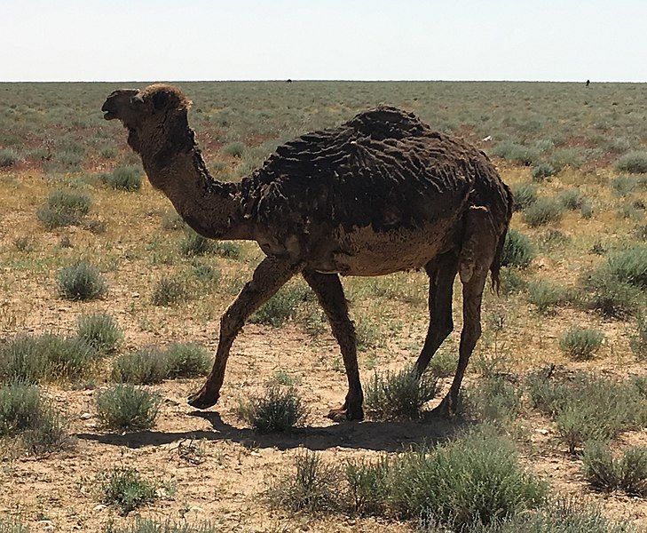 File:Camel-in-karakum-desert.jpg