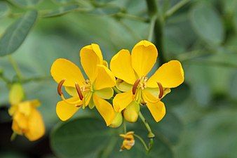 Senna bicapsularis (rambling senna)