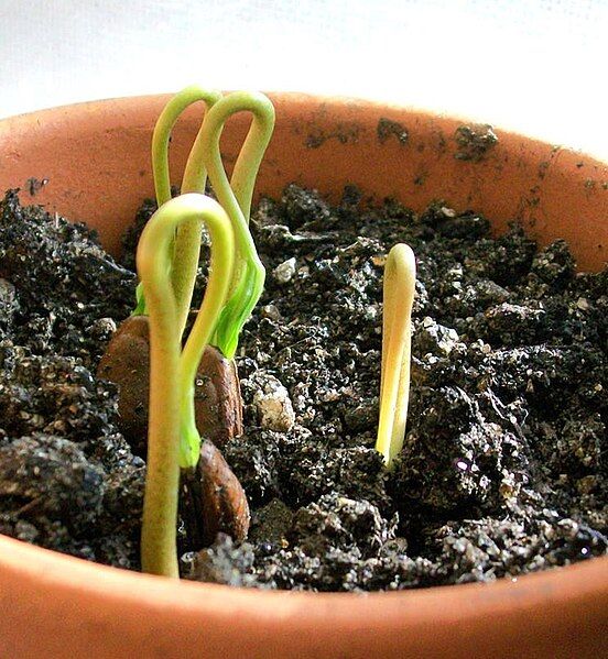 File:Cherimoya sprouts emerging.jpg