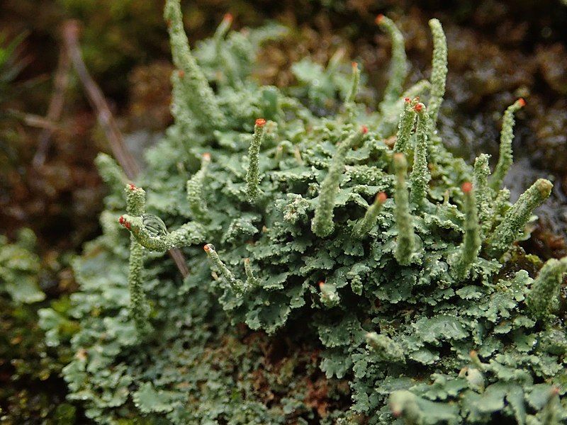 File:Cladonia macilenta 58390907.jpg