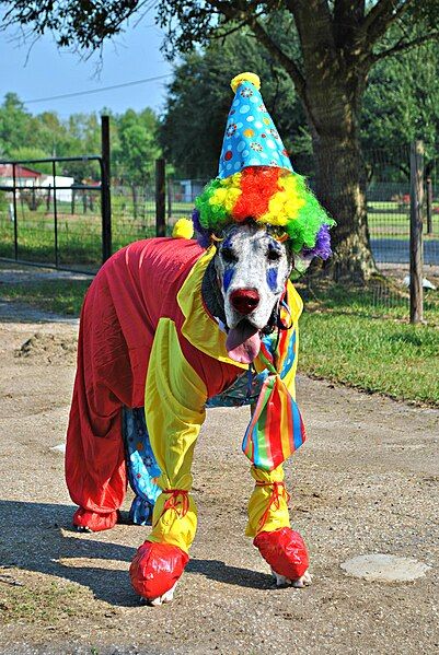 File:Clown Dog (8126571992).jpg