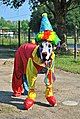 Clown Dog