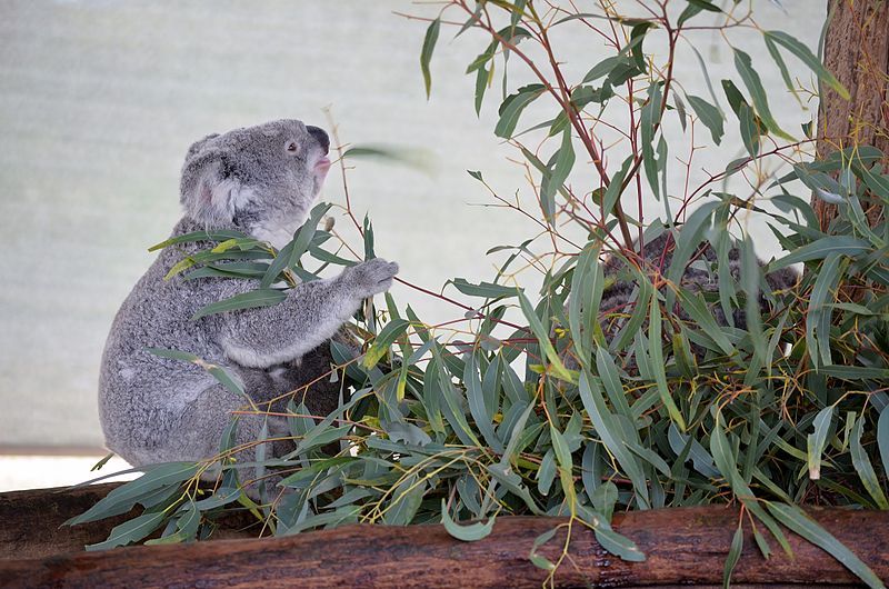 File:Cohunu koala, 2013(2).JPG