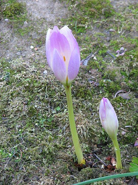 File:Colchicum bormuelleri003.jpg