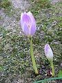 Colchicum bormuelleri