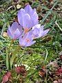 Crocus longiflorus