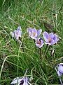 Crocus minimus