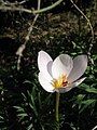 Crocus pulchellus 'Zephyr'