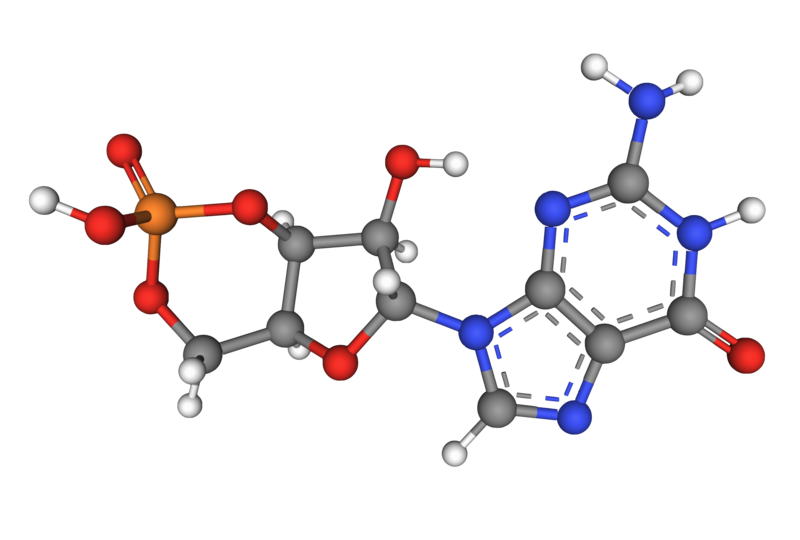 File:Cyclic-guanosine-monophosphate-anion-ball-and-stick.png