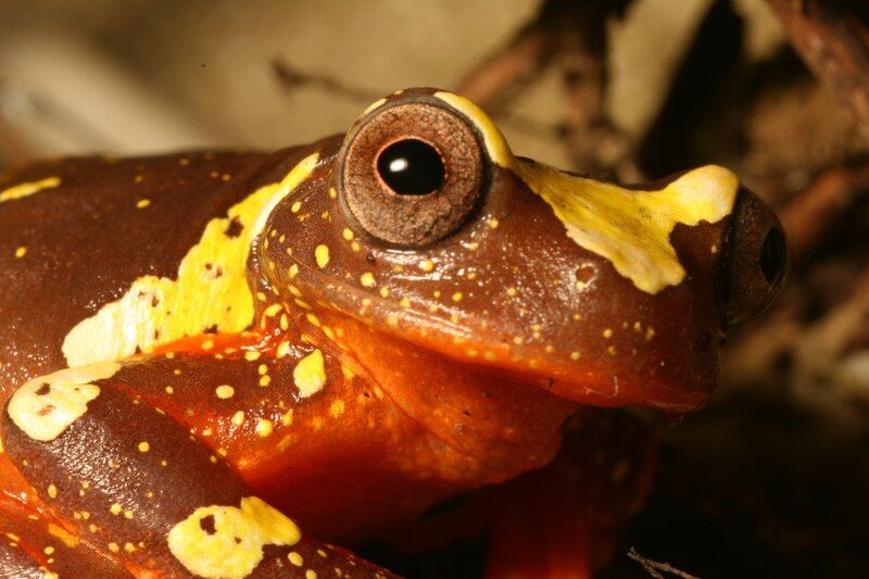 File:Dendropsophus sarayacuensis.jpg