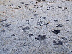 Tracks on Dinosaur Ridge