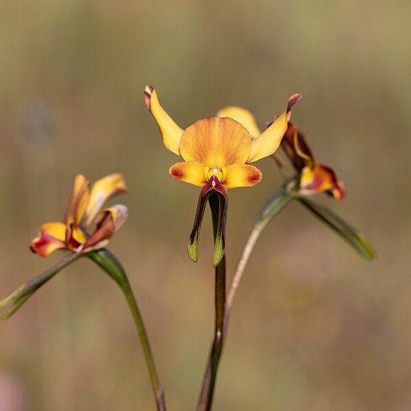 File:Diuris brachyscapa.jpg