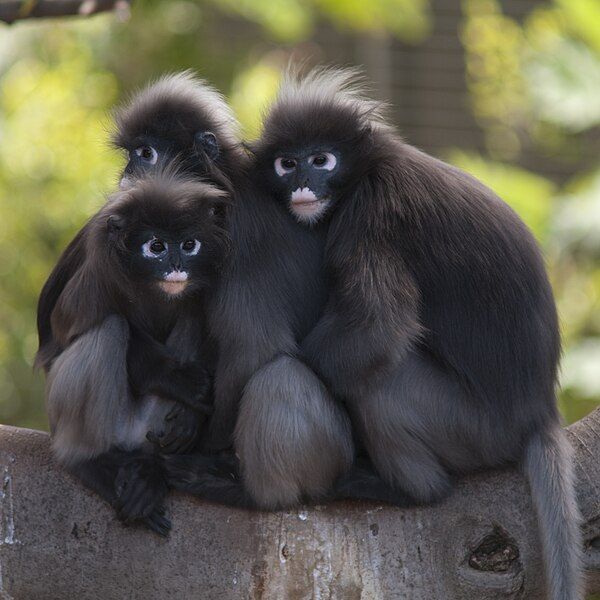 File:Dusky Leaf Monkeys.jpg