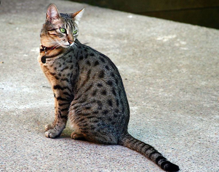 File:Egyptian Mau Bronze.jpg