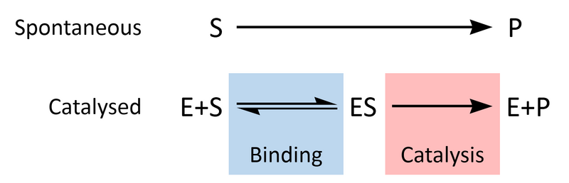 File:Enzyme mechanism.png