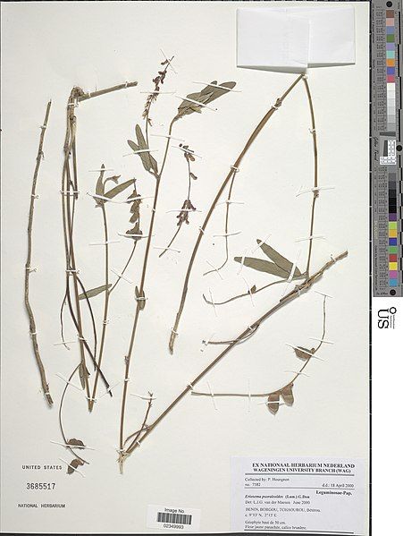 File:Eriosema psoraloides-NMNH-13729447.jpg