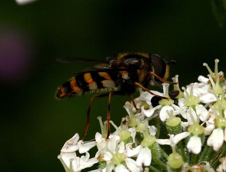 File:Eriozona erratica1.jpg