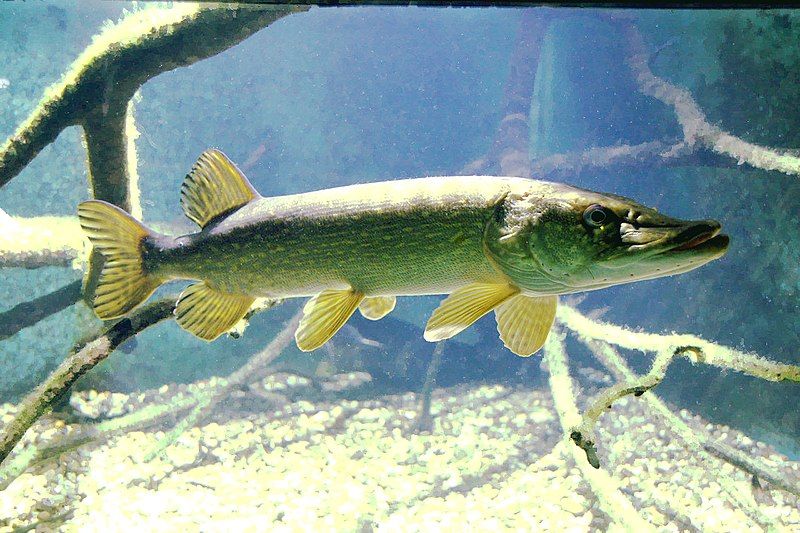 File:Esox hdm.JPG