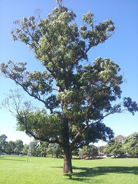 File:Eucalyptus robusta robson2.jpg