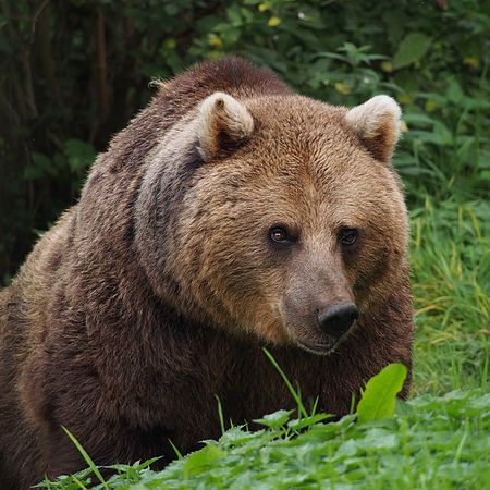 European Brown Bear at Whipsnade Zoo.