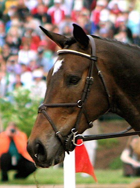 File:Eventer head.JPG