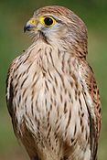 Eurasian kestrel