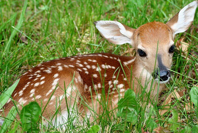 File:Fawn-in-grass.jpg