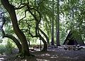 Dwarf beeches at the Feggendorf picnic site