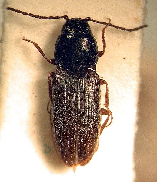 File:Fleutiauxellus algidus.jpg