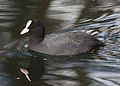 Coot: not a duck