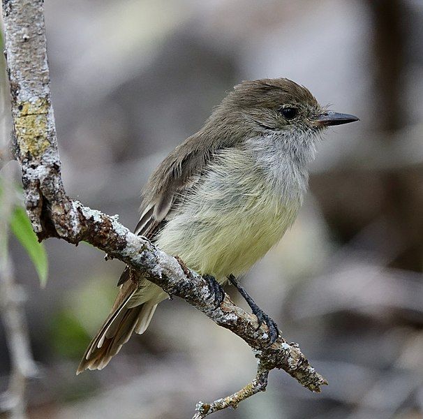 File:Galapagos flycatcher (33936548318).jpg