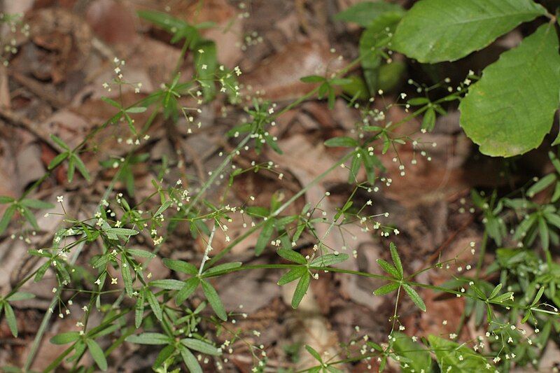 File:Galium trifidum 4.JPG