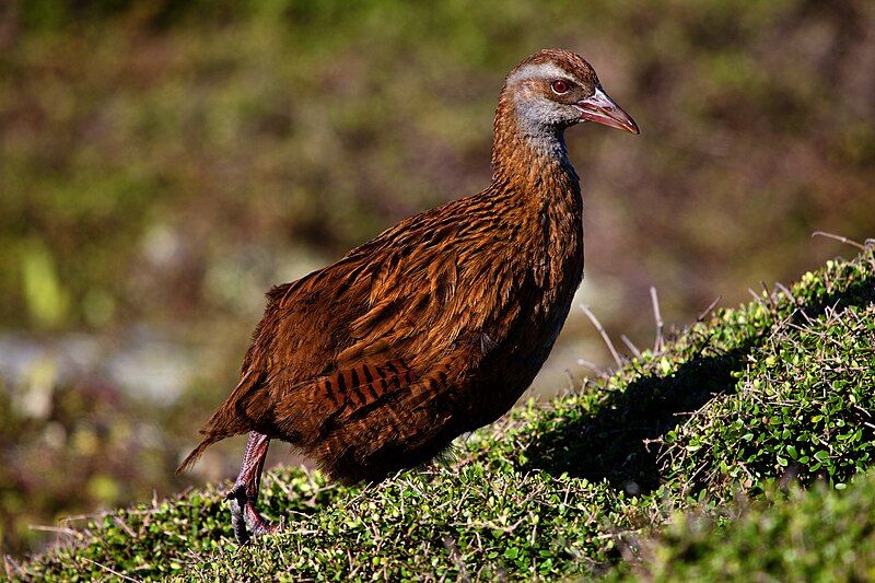 File:Gallirallus australis2.jpg