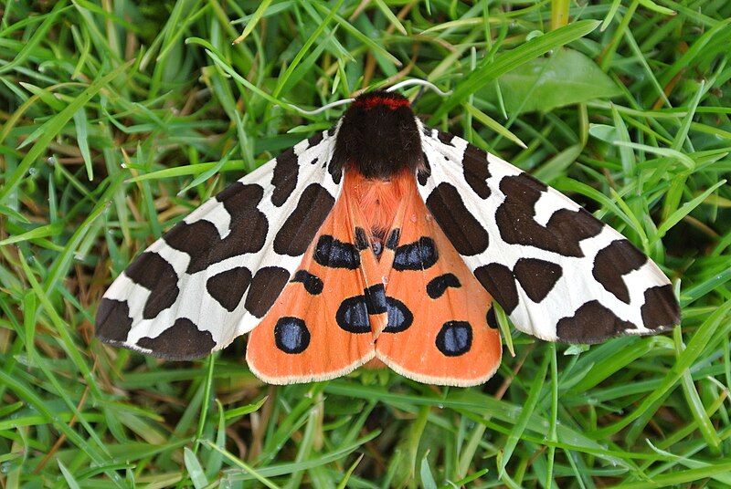 File:Garden Tiger Moth.JPG