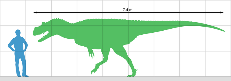 File:Genyodectes size.png