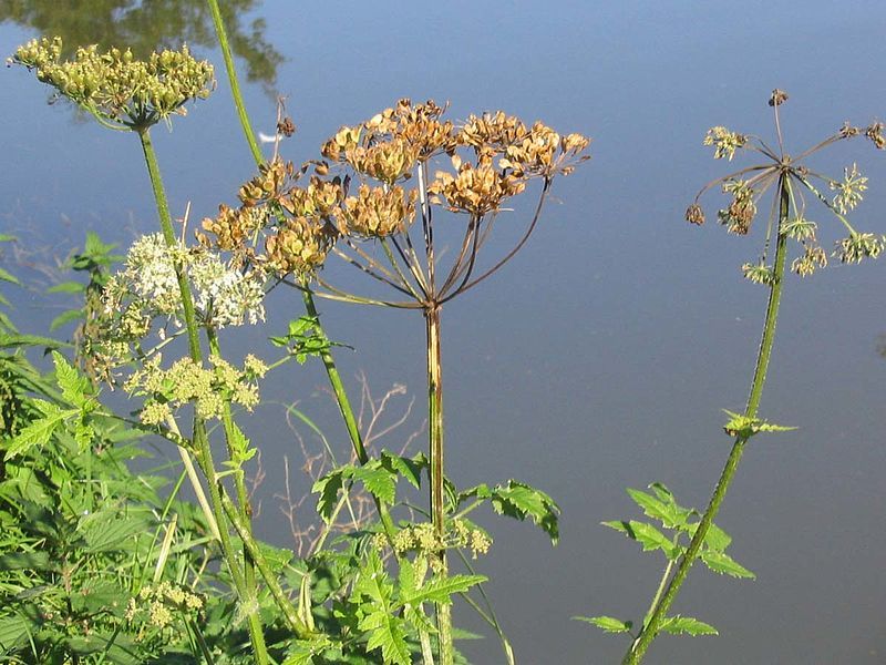 File:Gewone Berenklauw (uitgebloeid).jpg