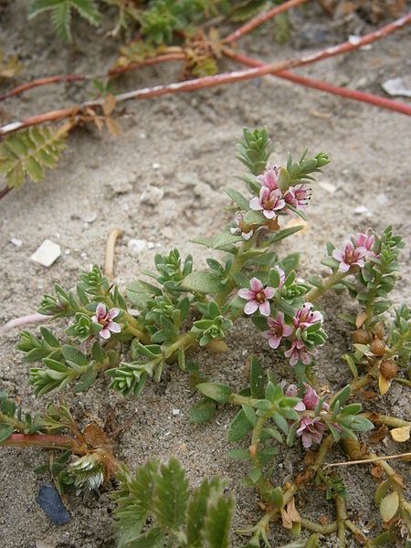 File:Glaux maritima 001.JPG