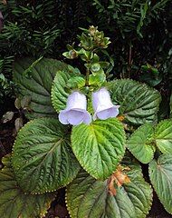 Gloxinia perennis