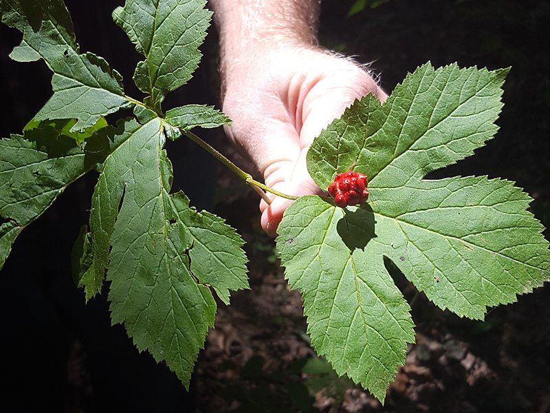 File:Goldenseal (cropped).jpg