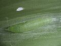 Pupa on turmeric