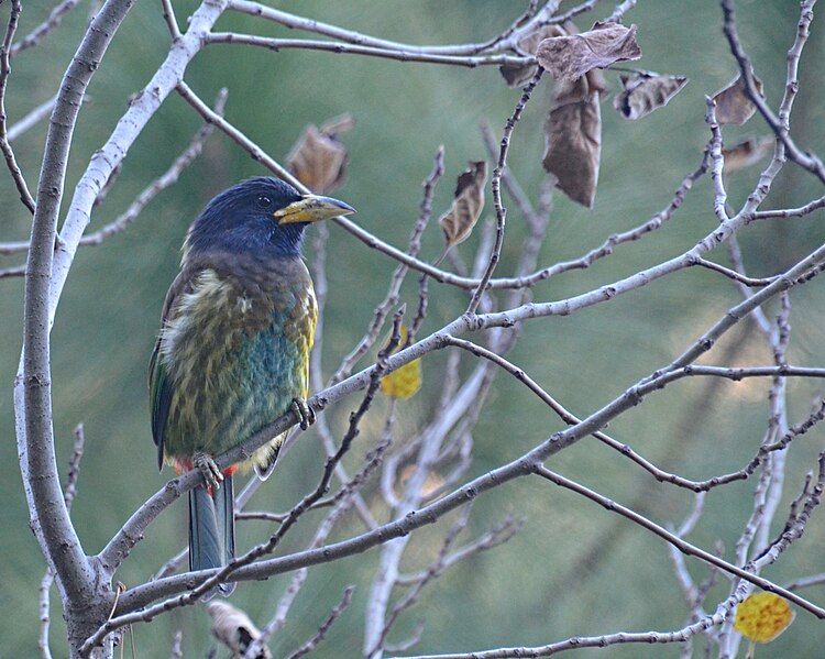 File:GreatBarbet.JPG