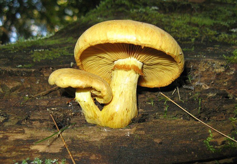 File:Gymnopilus luteus 60143.jpg