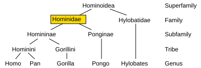 File:Hominidae chart.svg