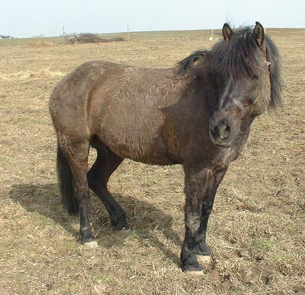 File:Hucul Pony, Brix.jpg