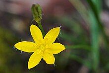 A yellow flower with six tepals and a blurred background of green leaves