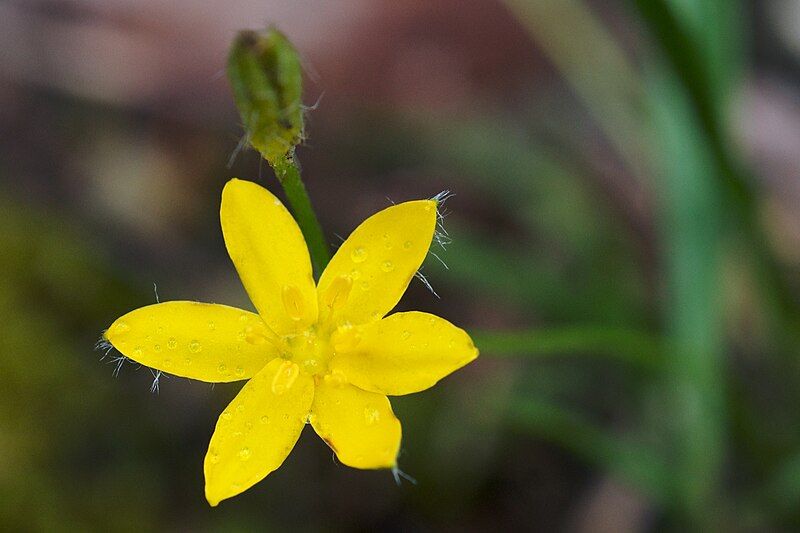 File:Hypoxis hirsuta.jpg