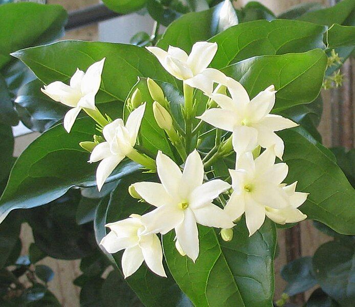 File:Jasminum sambac04.jpg