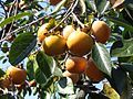 Japanese persimmon