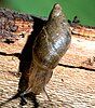 Kanab Ambersnail